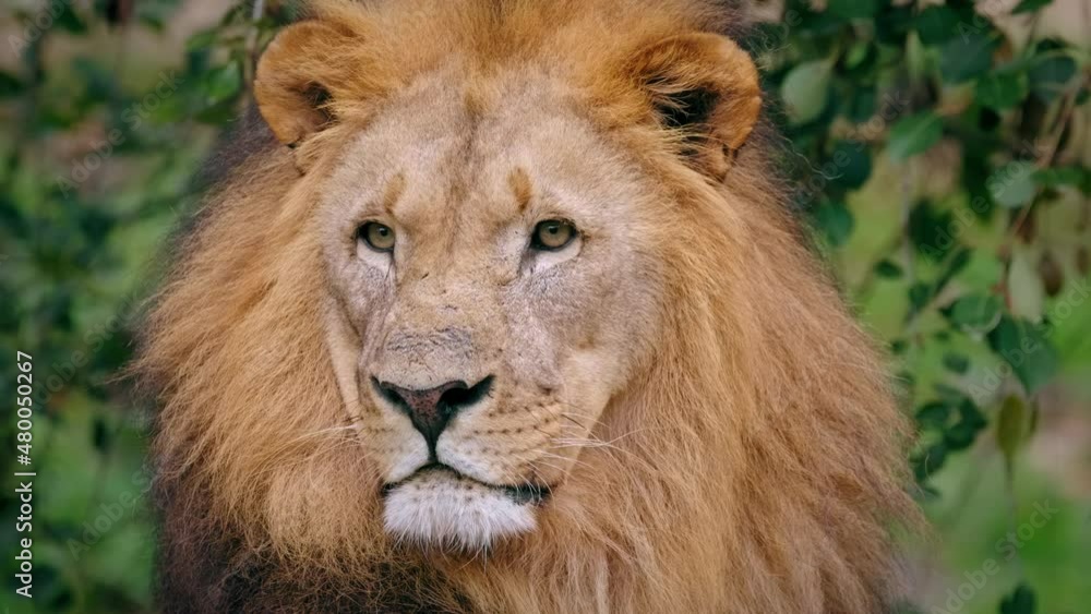 Southwest African lion (Panthera leo bleyenberghi) sensing prey, alert animal beast Southwest African lion (Panthera leo bleyenberghi) sensing prey, alert animal beast