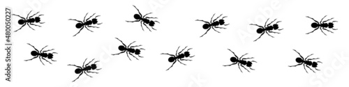 Canvastavla Group of ants crawling