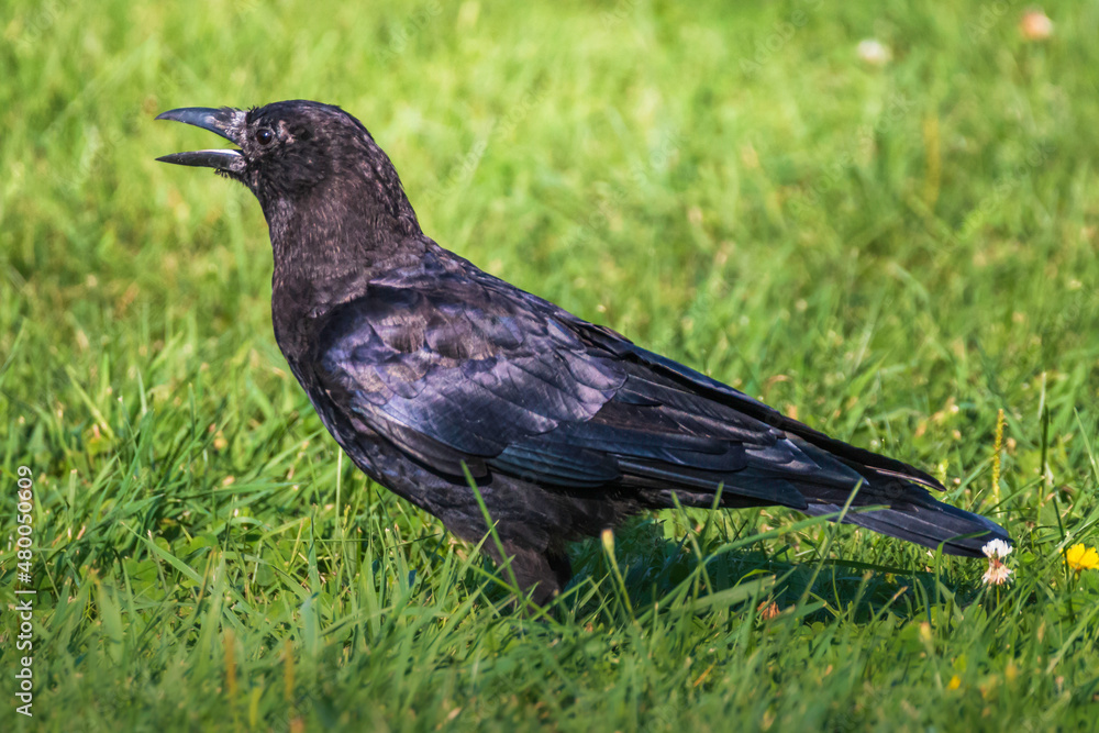 Fototapeta premium Common Raven was looking for some food in the garden 