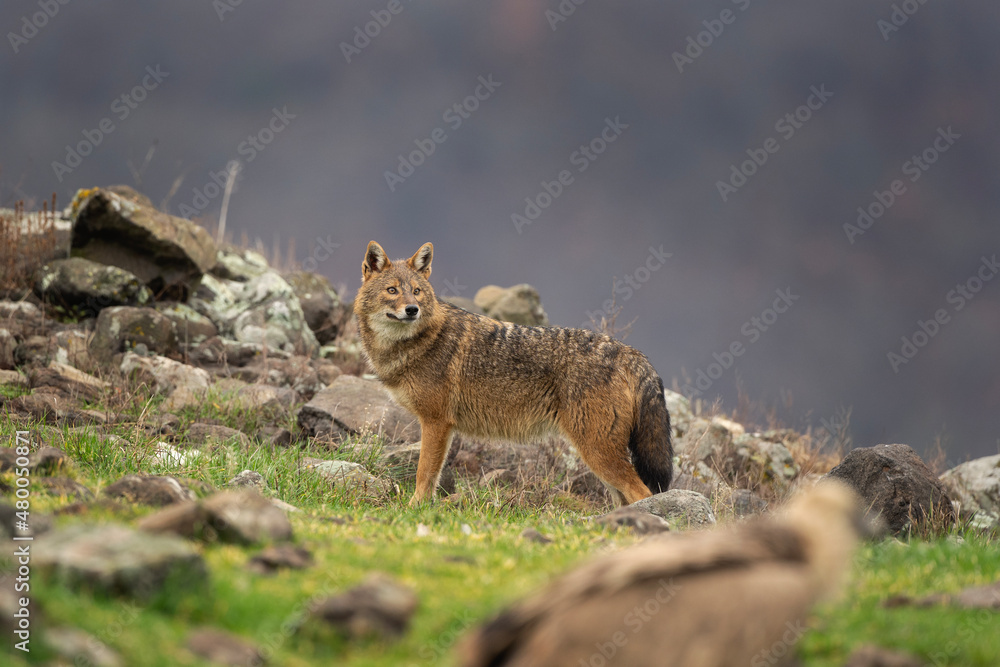 Golden jackal searching for food. Jackal moving in the Bulgaria mountains. Carnivore during winter. European nature. Animals in the Rhodope mountains. Golden jackal searching for food. Jackal moving in the Bulgaria mountains. Carnivore during winter. European nature. Animals in the Rhodope mountains.