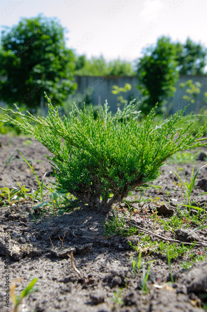 Obraz premium Evergreen round spherical Ilex crenata Convexa or Japanese Holly shrub with small glossy leaves on