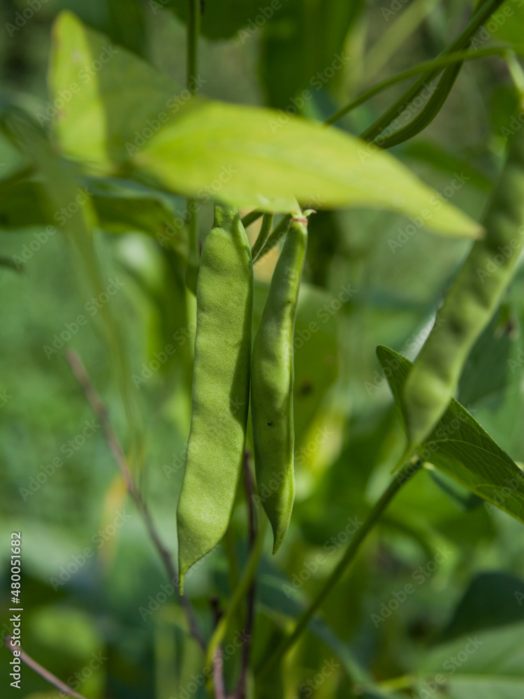 Three sisters companion planting - beans with green pods climbing corn flower, pumpkins and squashes are shading the ground. Three sisters companion planting - beans with green pods climbing corn flower, pumpkins and squashes are shading the ground.