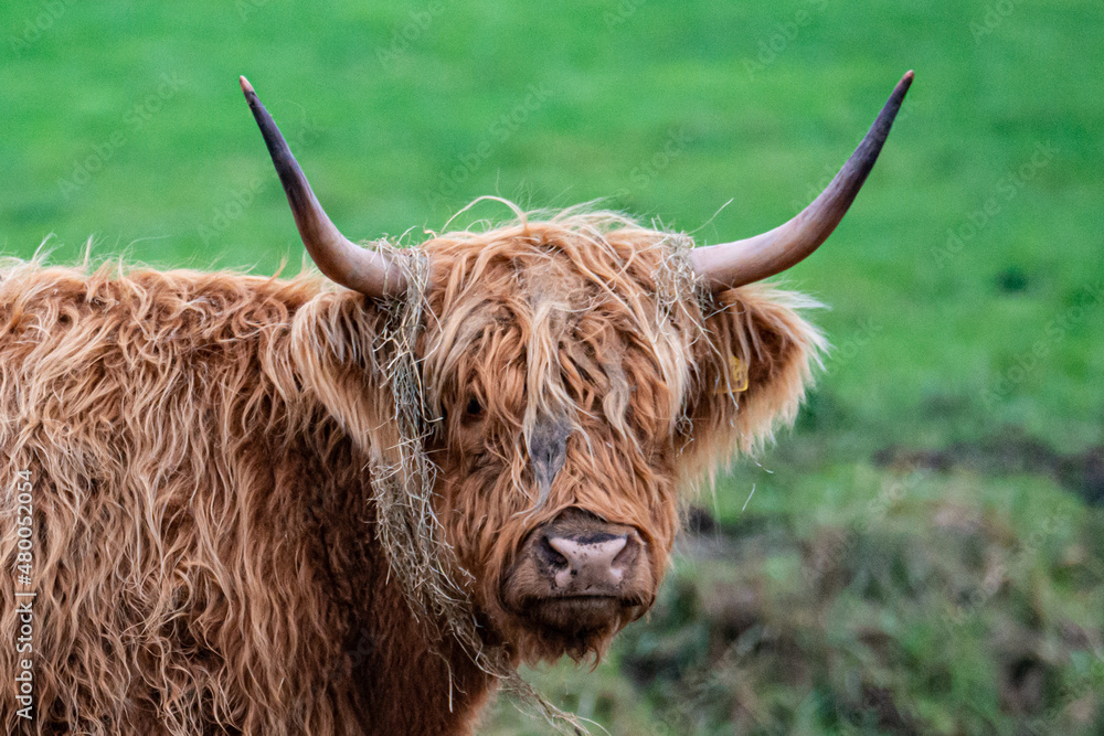 Horns on a cow 2 Horns on a cow 2