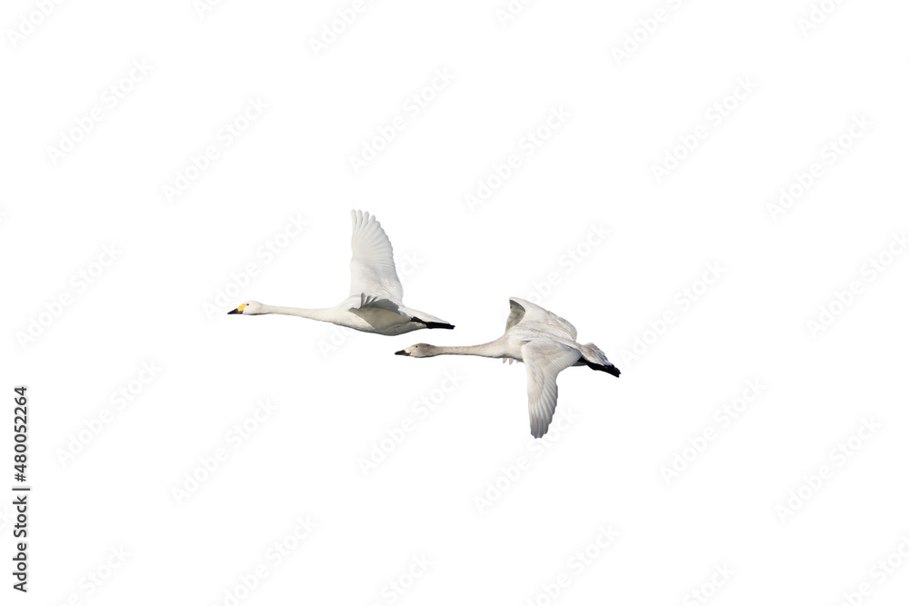 Obraz premium 飛翔する白鳥の切抜き画像