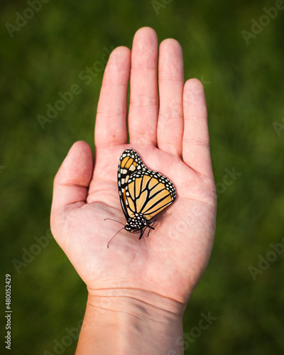 Monarch Butterfly Hand
