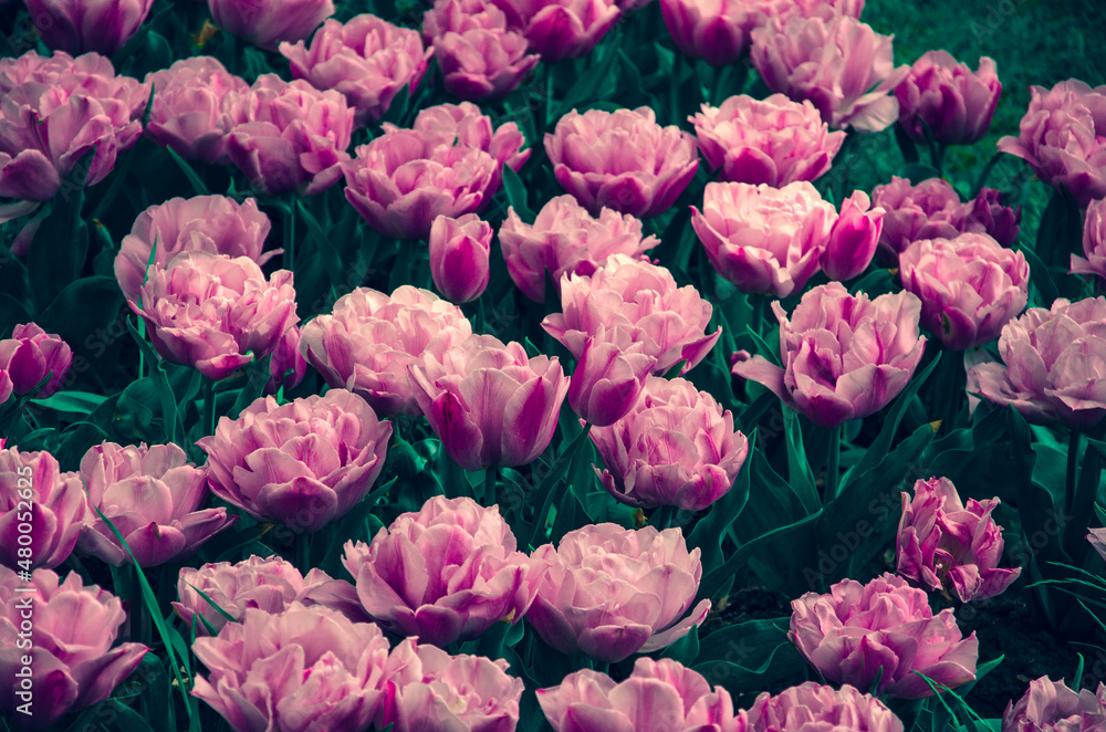 Obraz premium Pink flowers of tulips close up nature background