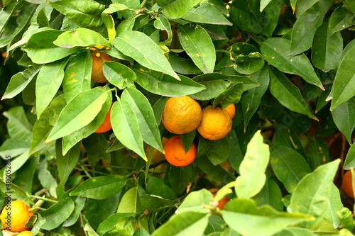 orange tree with oranges