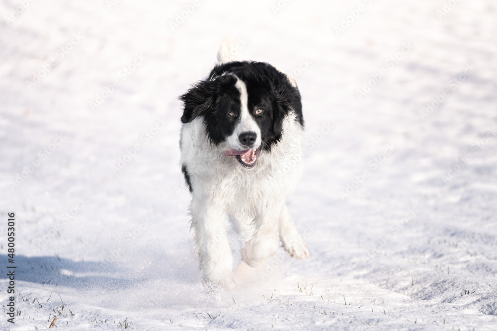 Pies rasy landseer biega radośnie po śniegu 