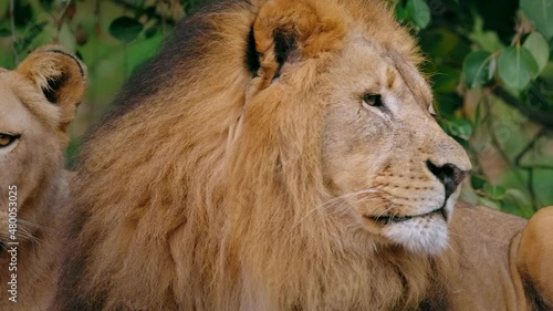 Southwest African lion (Panthera leo bleyenberghi) couple, romantic cat lovers photo