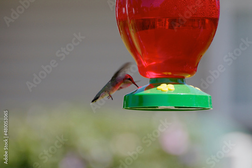 Hummingbird on feeder with red reflected sunlight