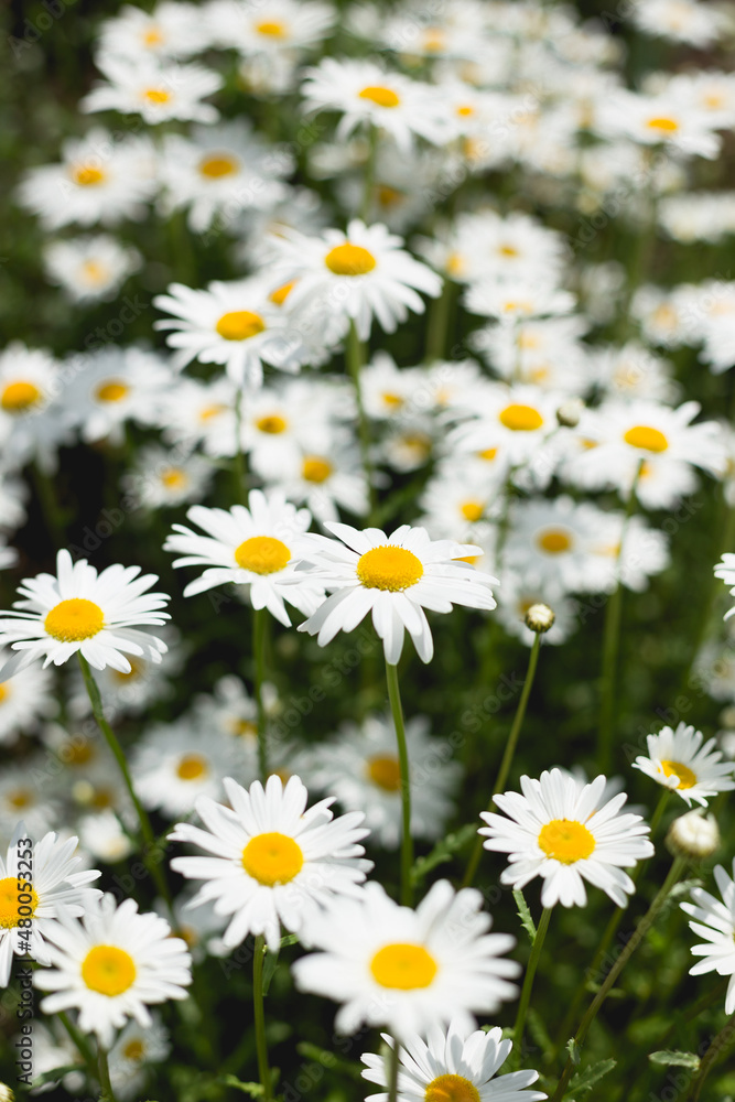 Rows of Daisies Rows of Daisies