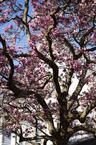 Spring Tree Branches Pink Flowers