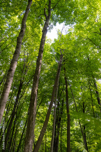 Sun shining through trees in the summer sun. High quality photo