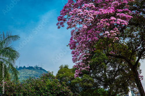 A beautiful blooming Guayacan and the iconic Hill of the Three Crosses, two symbols of the Cali city in Colombia photo