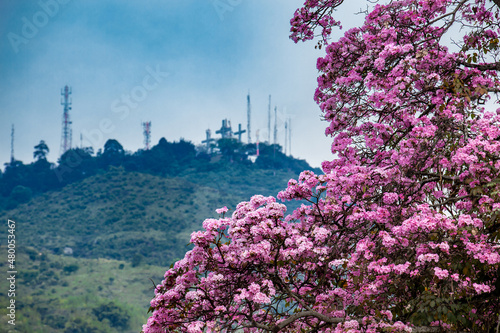 A beautiful blooming Guayacan in front of the iconic Hill of the Three Crosses, two symbols of the Cali city in Colombia photo
