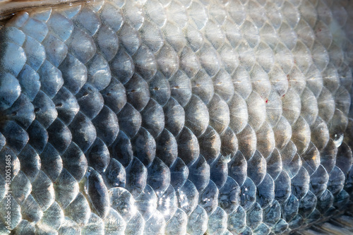 Fish scales abstract texture. Surface backdrop. Scale effect pattern. Natural background.