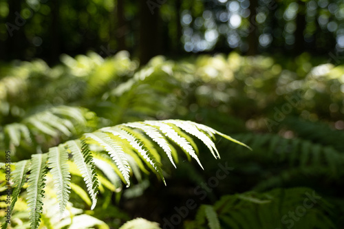 Fern leaves in a Canadian forest in the summer. High quality photo