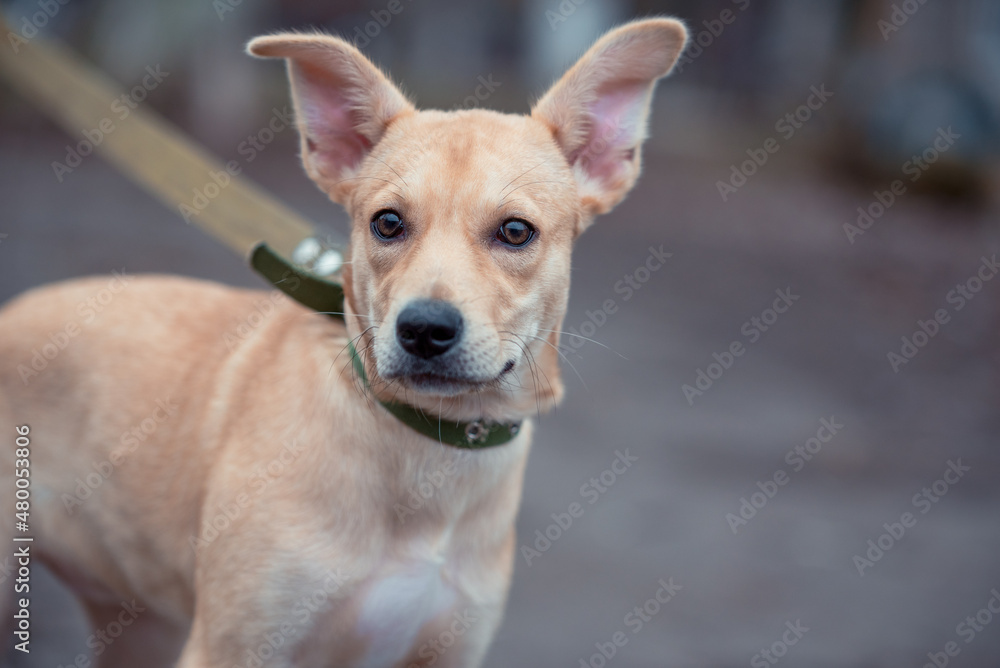 fawn mongrel puppy walks on a leash in cold weather fawn mongrel puppy walks on a leash in cold weather