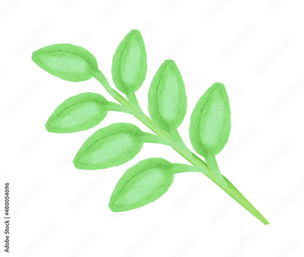 Branch with green leaves, on a white background, for the design of postcards, posters on the theme of spring