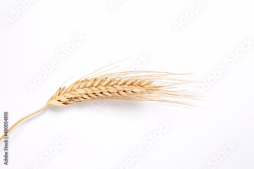 Gold wheat spikelets isolated on white background