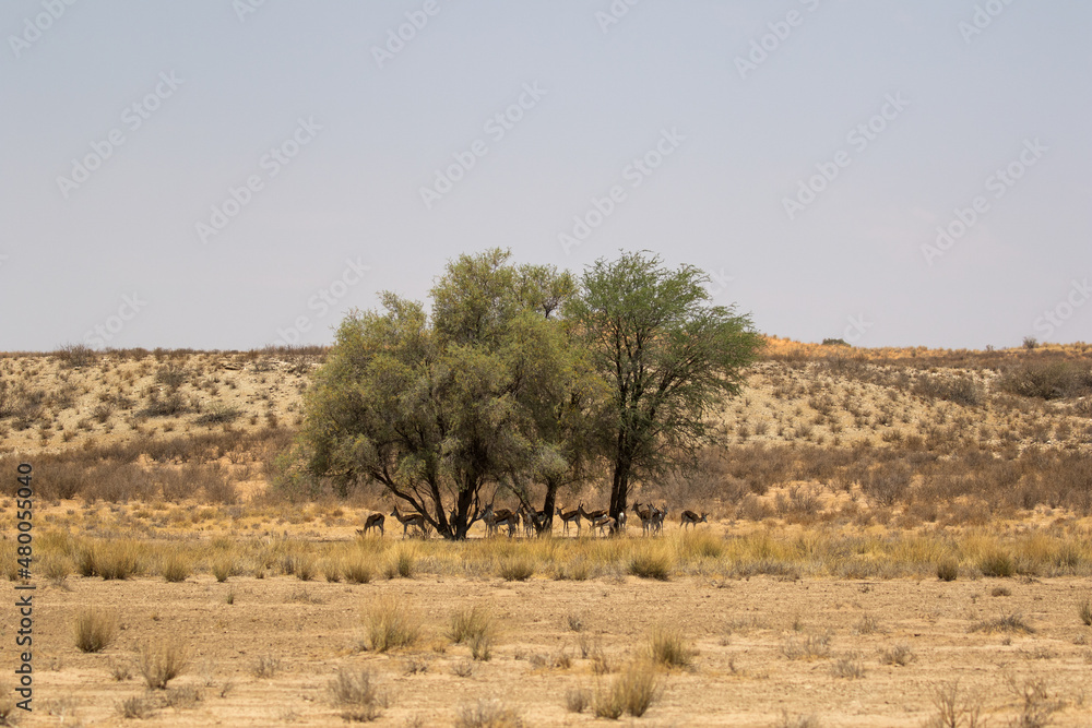 Fototapeta premium Springbok in the Kgalagadi