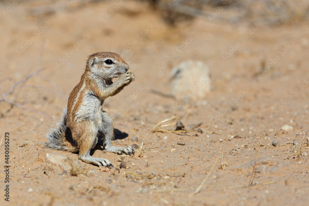 A ground squirrel searching for food in the Kgalagadi Transfrontier Park in South Africa A ground squirrel searching for food in the Kgalagadi Transfrontier Park in South Africa