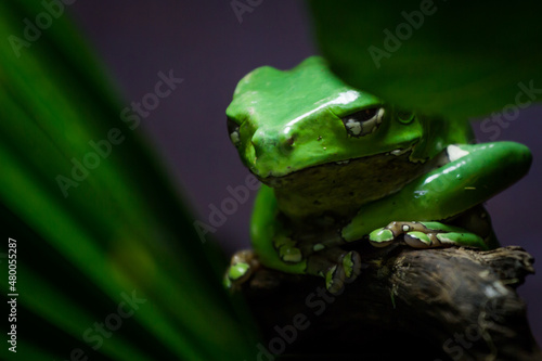 Giant Monkey Frog or Giant Waxy Frog, phyllomedusa bicolor, giant leaf frog photo