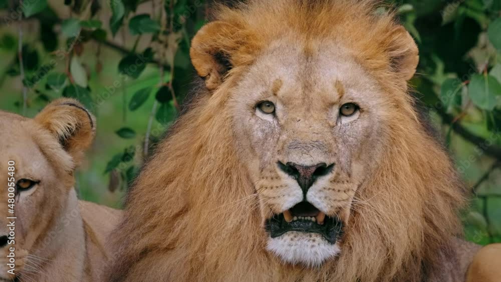 Southwest African lion (Panthera leo bleyenberghi) couple, big cat yawning Southwest African lion (Panthera leo bleyenberghi) couple, big cat yawning