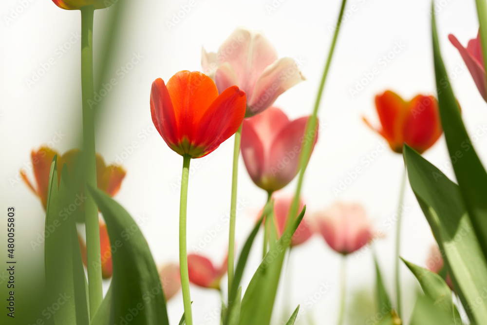Fototapeta premium red pink and white tulips