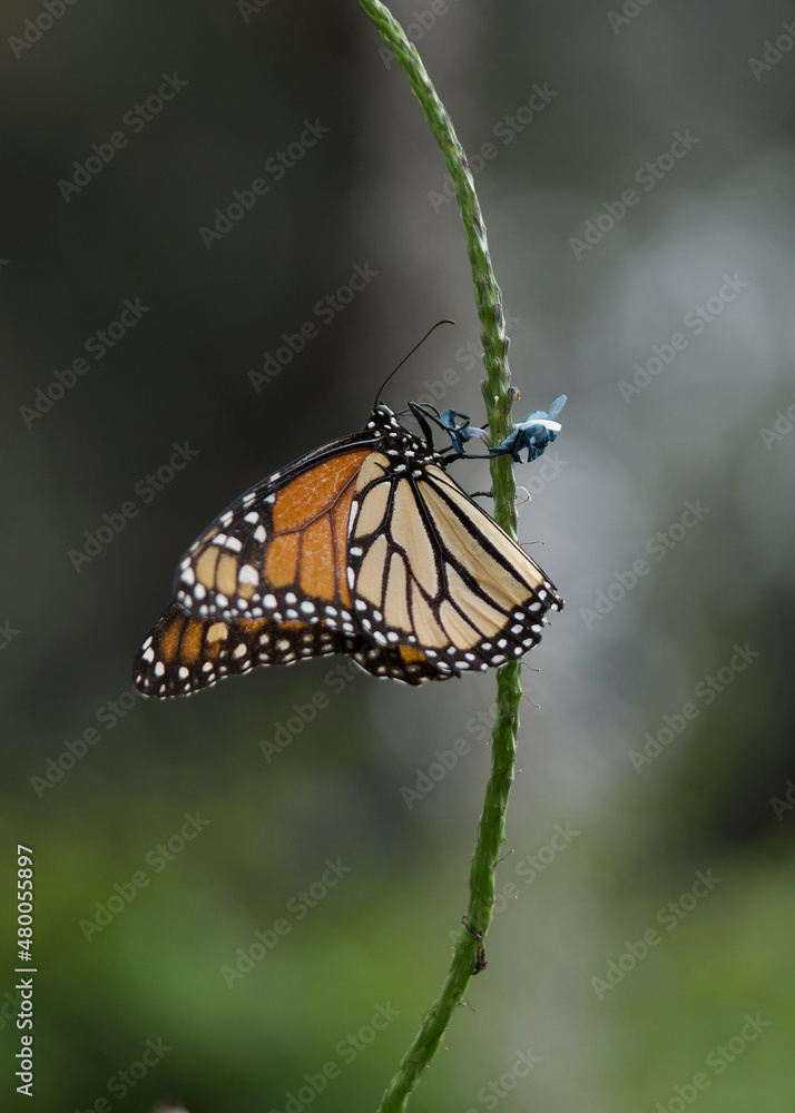 Obraz premium monarch butterfly on a leaf