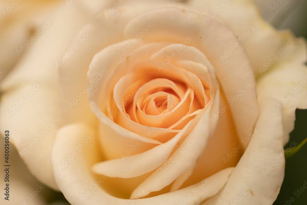yellow pink rose closeup yellow pink rose closeup