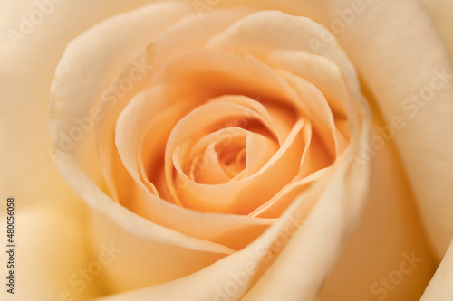 yellow pink rose closeup macro