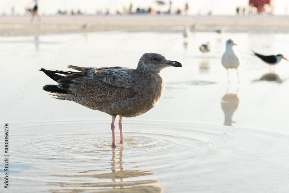 Obraz premium seagull on the sand