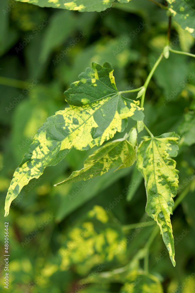 Naklejka premium Closeup of the yellow-spotted foliage of variegated trailing abutilon (Abutilon megapotamicum 'Variegatum')