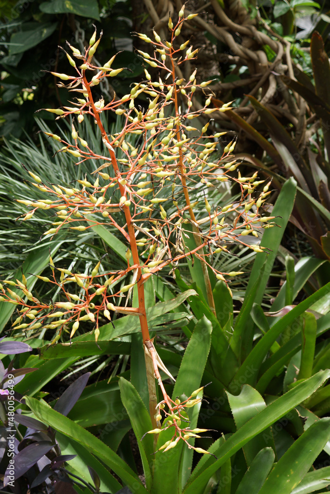 Obraz premium Inflorescence of the tropical bromeliad Aechmea 'Yellow Berries'