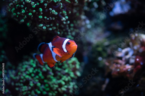 Foto clownfish in aquarium