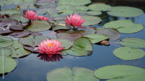 pink water lilies in pond