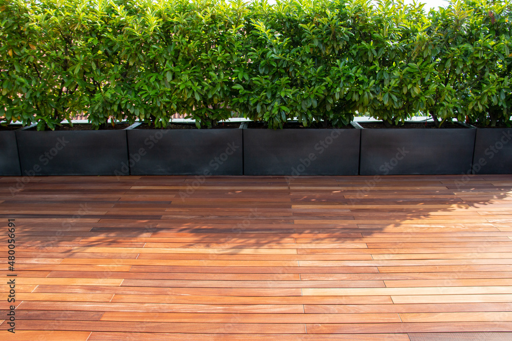 Hardwood timber decking and evergreen Prunus laurocerasus Novita hedging in  pots Stock Photo | Adobe Stock