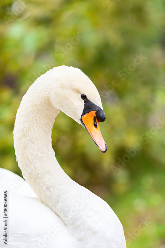A closeup headshot of a mute swan (Cygnus olor) in the public park against a green background