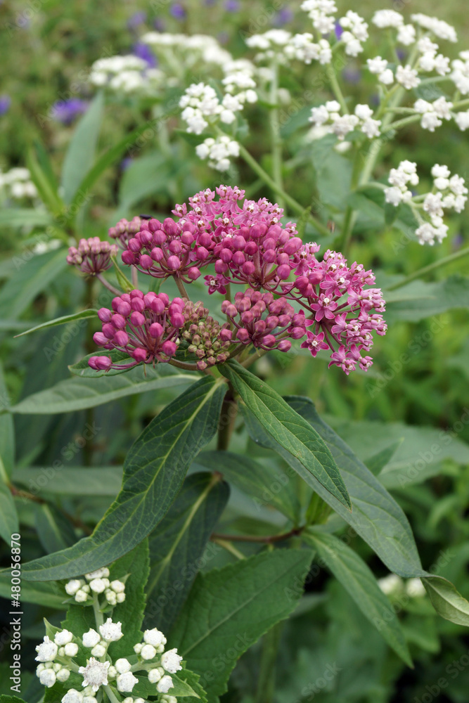 Obraz premium Swamp milkweed (Asclepias incarnata) in flower (bloom)