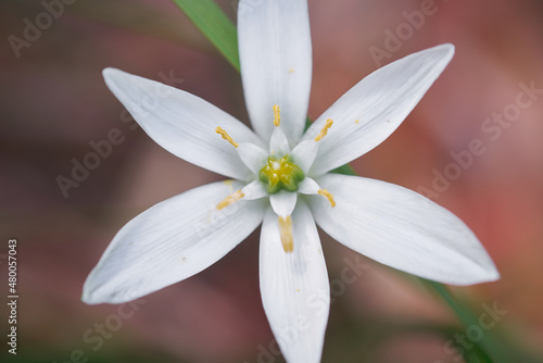 Fototapeta Naklejka Na Ścianę i Meble -  close up of white flower