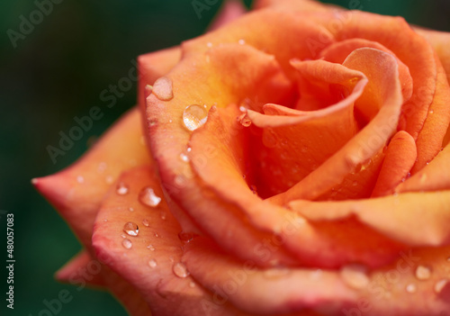red and orange rose with water drops