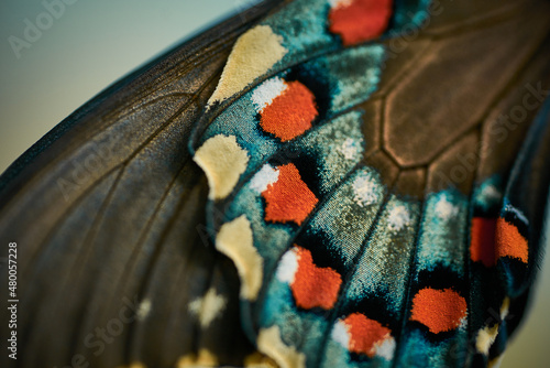 extreme close up of blue and red butterfly wing