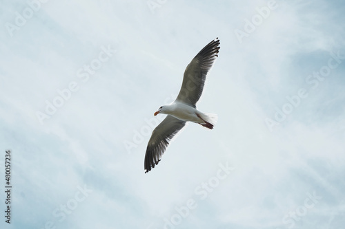 seagull flying overhead