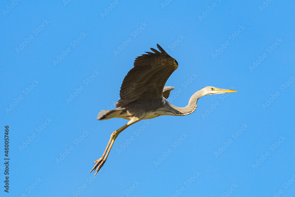 Obraz premium Great gray egret flying in blue sky