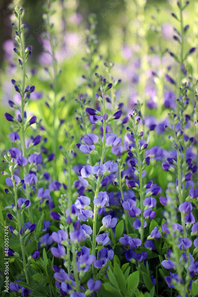 Obraz premium Blue false indigo or blue wild indigo (Baptisia australis) in flower (bloom)