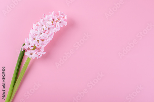 Beautiful pink hyacinth flower on soft pink background. Valentines card or Mothers Day card  closeup. Flower background