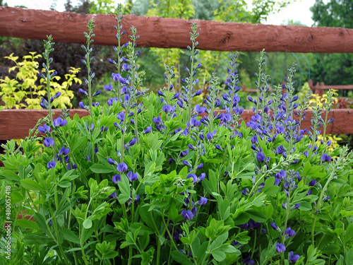 Blue false indigo or blue wild indigo (Baptisia australis) in flower (bloom) in a garden setting