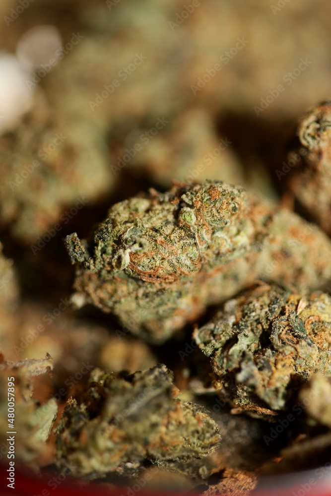 Cannabis sativa marihuana buds super lemon haze family cannabaceae close up modern background high quality big size prints Cannabis sativa marihuana buds super lemon haze family cannabaceae close up modern background high quality big size prints