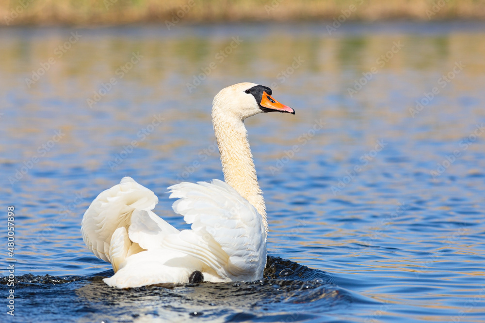 Mute swan is swimming in the delta of Volga river